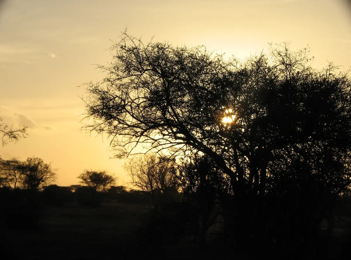 Silhouette of an acacia tree against a golden evening sun