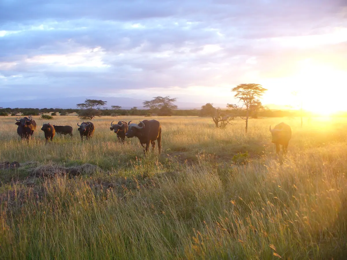 Herd of buffalo grazing in tall golden grass at sunset
