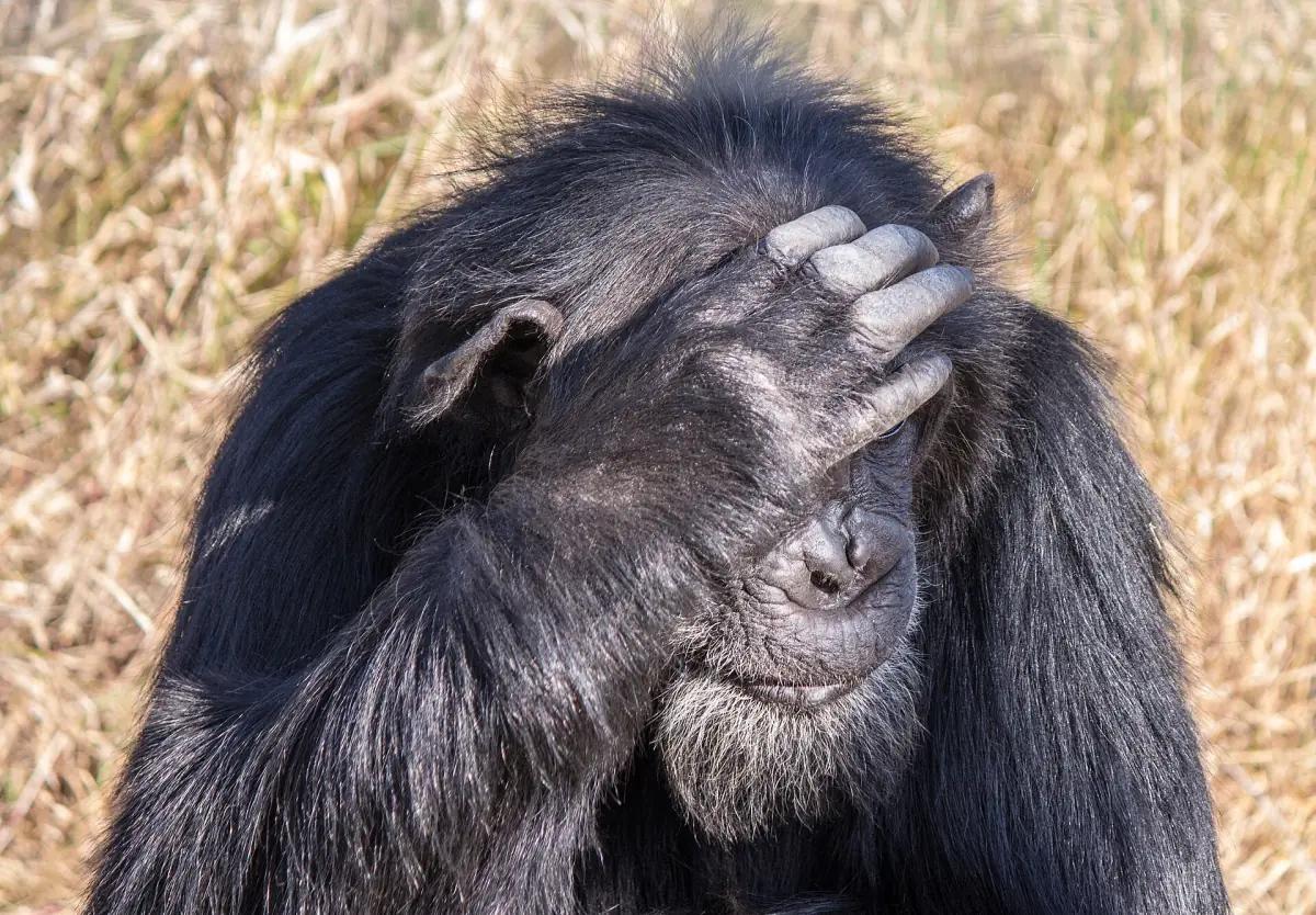 Chimpanzee resting its hand on its forehead against golden grass