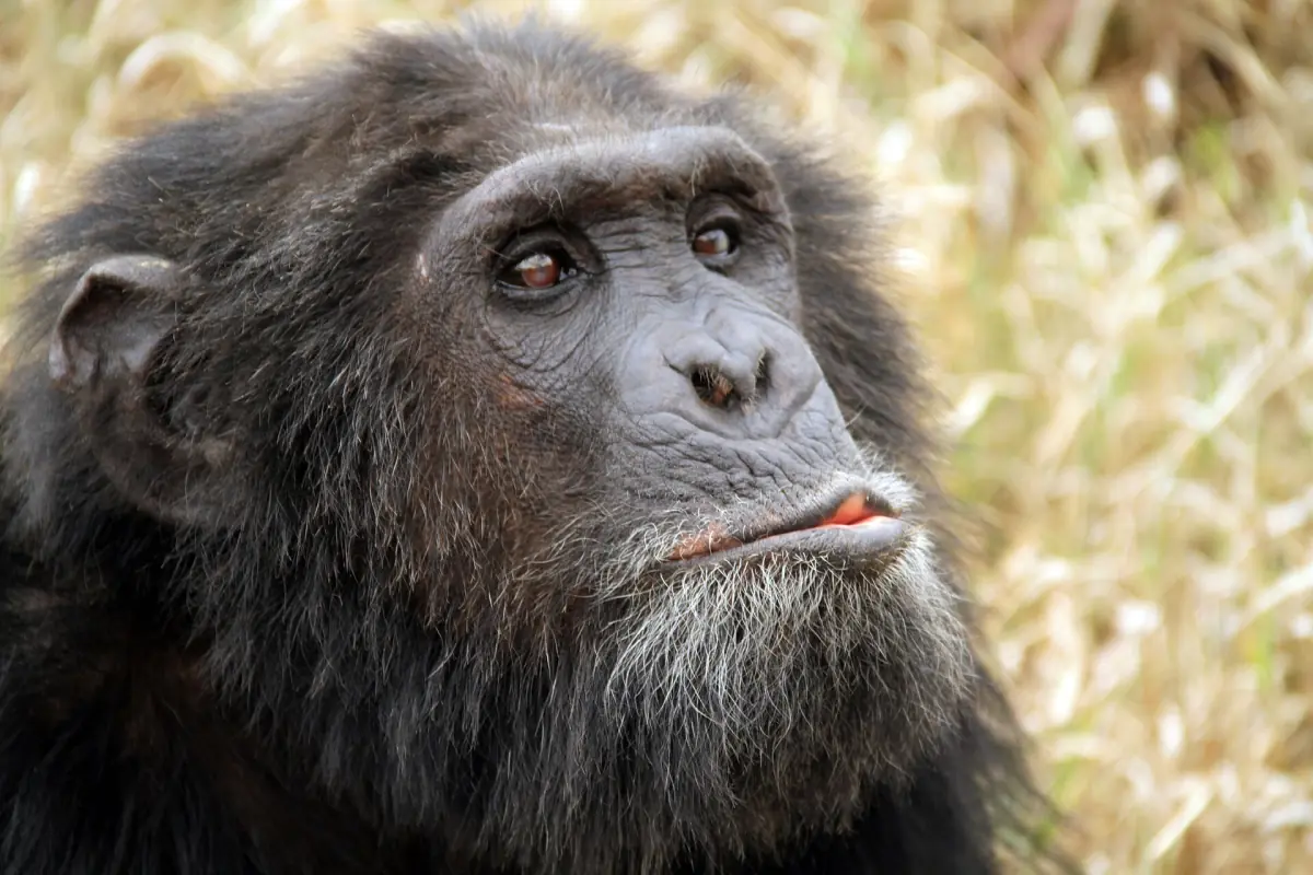 Portret van een chimpansee met grijze baard die naar de camera kijkt