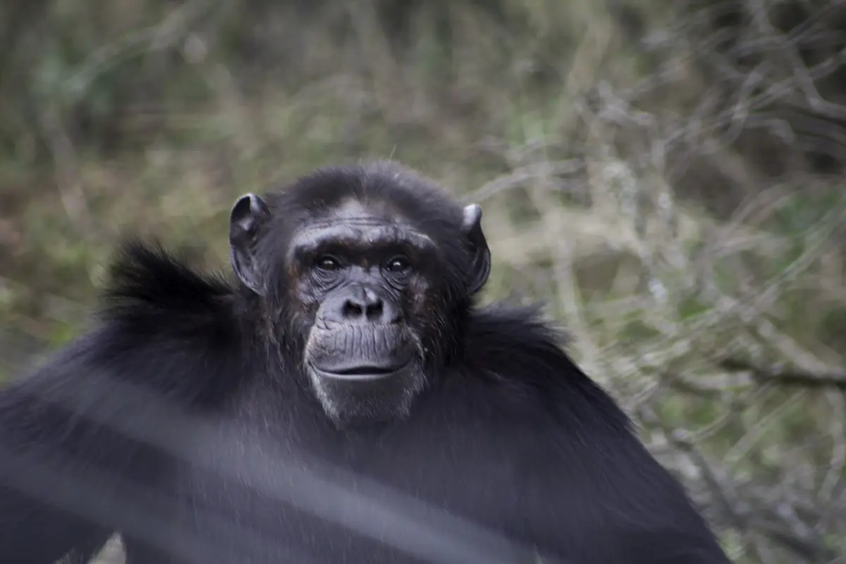 Young chimpanzee looking out from dry grass with another chimp beside