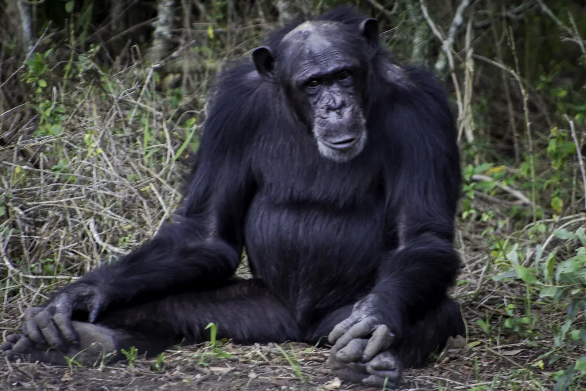 Chimpanzee sitting on the ground in front of dense green bushes