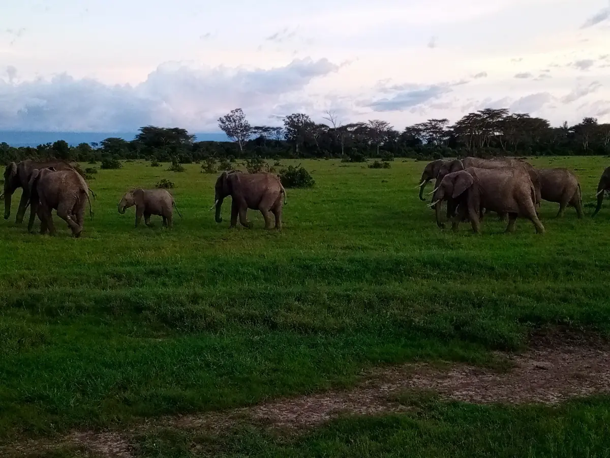 Herd of elephants walking across a green plain with bush behind