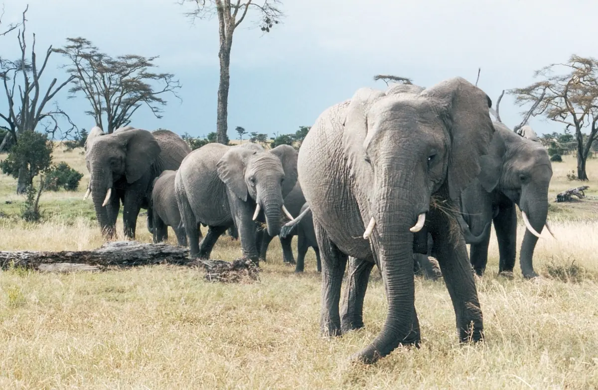 Group of African elephants standing in dry grass between acacia trees