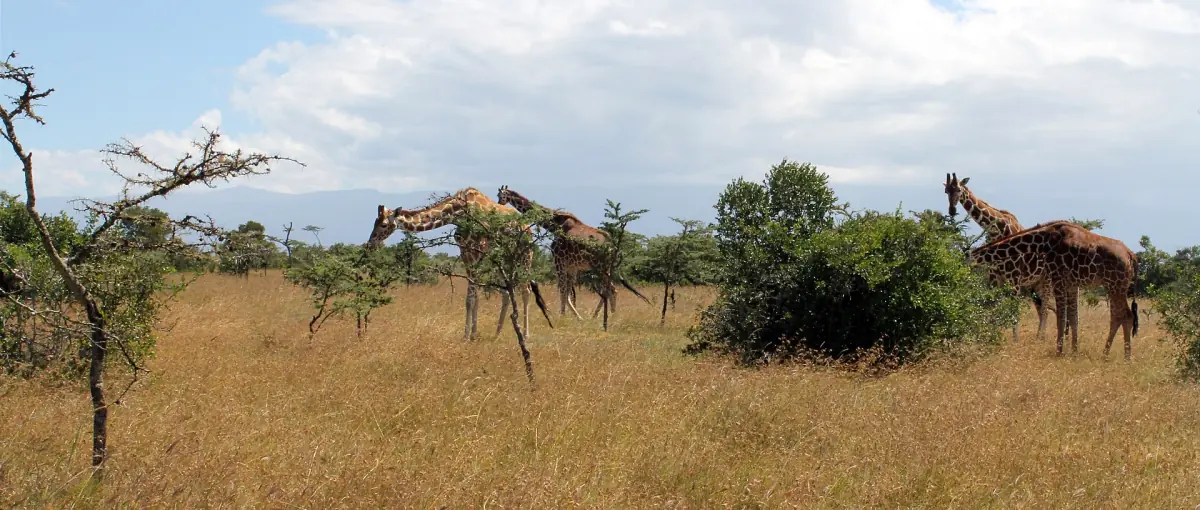 Several giraffes browsing among acacia trees on open savanna