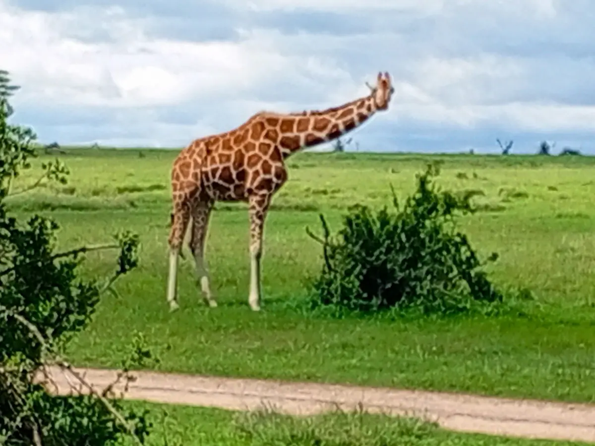 Tall giraffe stretching its neck beside a bush on a green plain