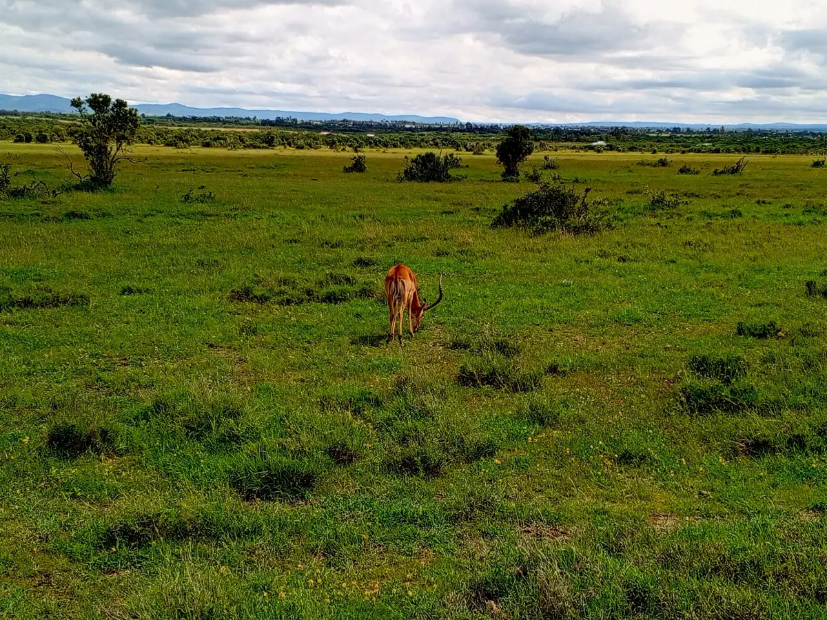 Wide green plain with scattered bush and a distant mountain under clouds