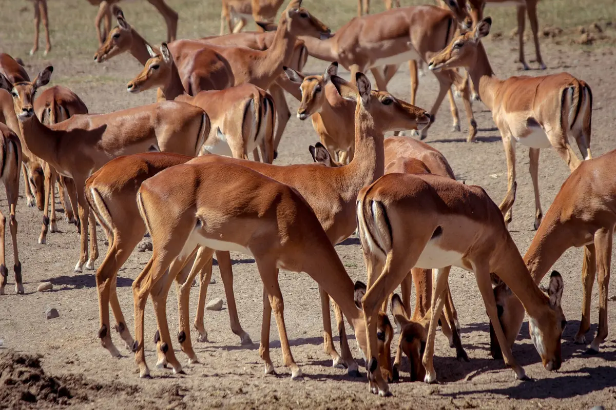 Large group of impalas gathered on bare ground near a waterhole