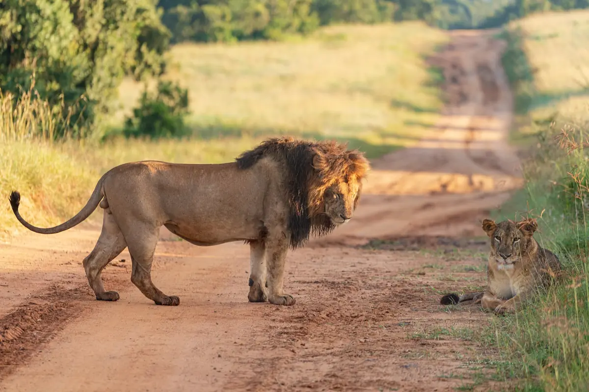 Male lion standing on a dirt track with a cub in the grass beside
