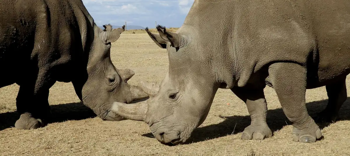 Twee noordelijke witte neushoorns staan met hun koppen tegen elkaar op droge grond