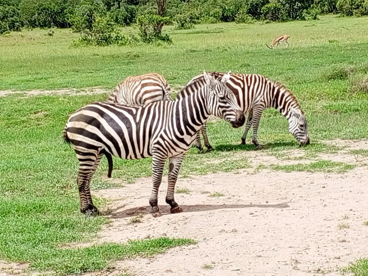 Plains zebras standing on a sandy track beside fresh green grass