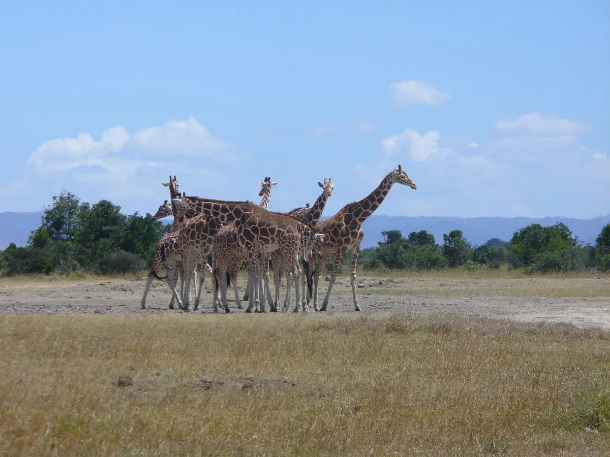 Reticulated giraffes standing together on dry open plains near Nanyuki