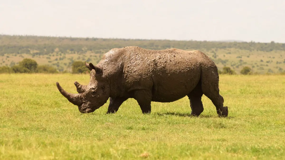 Eenzame zuidelijke witte neushoorn loopt over geelgroen grasland op de savanne