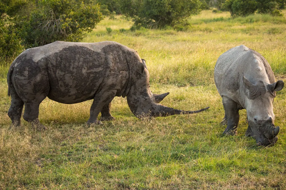 Two southern white rhinos grazing in short grass on the conservancy