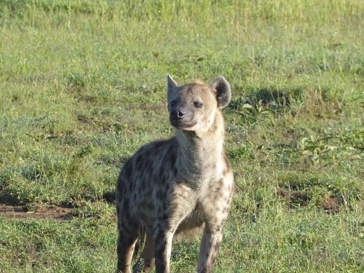 Spotted hyena standing alert on short green grass