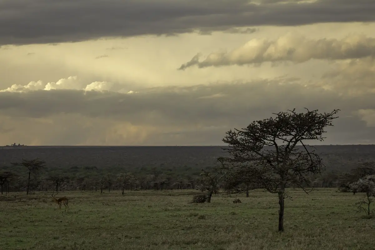 Zware wolken pakken zich samen boven de open savanne met een eenzame acacia