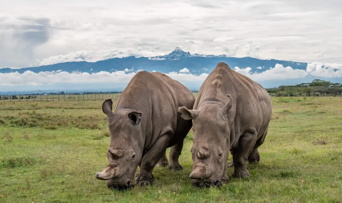Two white rhinos grazing on green grassland below Mount Kenya at Ol Pejeta